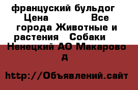 француский бульдог › Цена ­ 40 000 - Все города Животные и растения » Собаки   . Ненецкий АО,Макарово д.